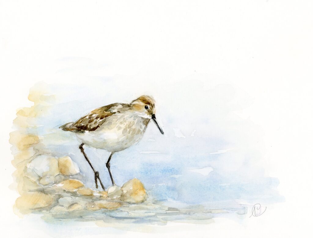 aquarelle d&#039;un bécasseau variable par Nadège VICAIRE