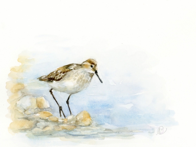 aquarelle d&#039;un bécasseau variable par Nadège VICAIRE